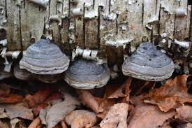 Attēlu rezultāti vaicājumam “Fomes fomentarius”