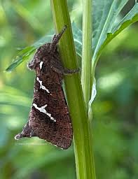 Attēlu rezultāti vaicājumam “Badhamiopsis scripta”