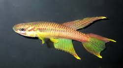 Image result for Aphyosemion