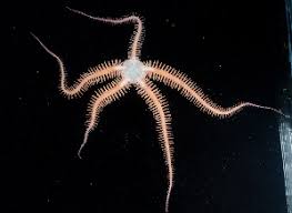 Attēlu rezultāti vaicājumam “Ophiotheca sp.”