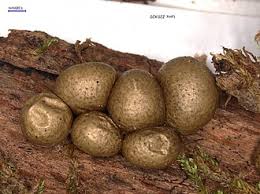 Attēlu rezultāti vaicājumam “Lycogala persicum”