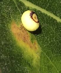 Attēlu rezultāti vaicājumam “Neuroterus albipes”