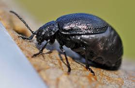 Attēlu rezultāti vaicājumam “Galeruca tanaceti”