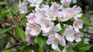 Attēlu rezultāti vaicājumam “Malus prunifolia”