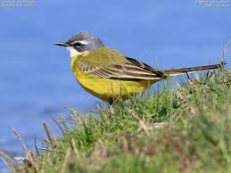 Attēlu rezultāti vaicājumam “Motacilla flava flava adult”