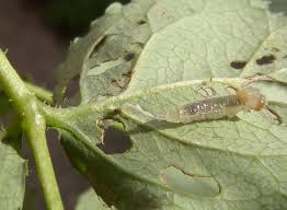 Attēlu rezultāti vaicājumam “Schizotus pectinicornis larva”