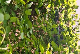 Attēlu rezultāti vaicājumam “Schisandra chinensis flower”