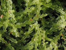 Attēlu rezultāti vaicājumam “Cephalozia catenulata”