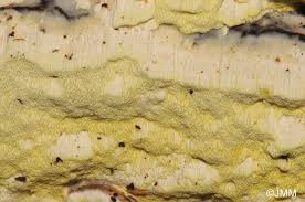 Attēlu rezultāti vaicājumam “Antrodia xantha”