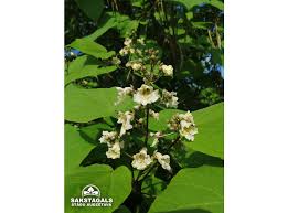 Attēlu rezultāti vaicājumam “Catalpa ovata”