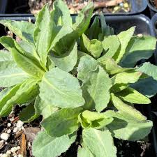 Attēlu rezultāti vaicājumam “Solidago virgaurea leaf”