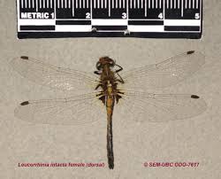 Attēlu rezultāti vaicājumam “Leucorrhinia pectoralis female”