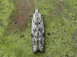 Attēlu rezultāti vaicājumam “Carpatolechia proximella”