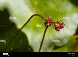 Attēlu rezultāti vaicājumam “Hydrocotyle vulgaris flower”