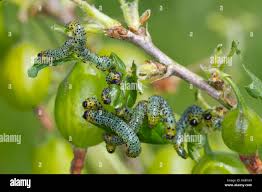 Attēlu rezultāti vaicājumam “Nematus ribesii larva”