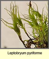 Attēlu rezultāti vaicājumam “Leptobryum pyriforme”