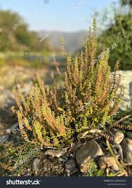 Attēlu rezultāti vaicājumam “Chenopodiaceae”