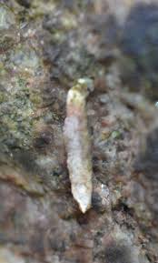 Attēlu rezultāti vaicājumam “Taleporia tubulosa”