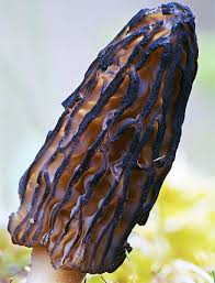 Attēlu rezultāti vaicājumam “Morchella sp.”