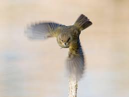 Attēlu rezultāti vaicājumam “Phylloscopus collybita adult”