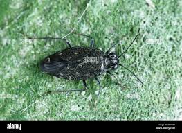 Attēlu rezultāti vaicājumam “Saldula saltatoria”