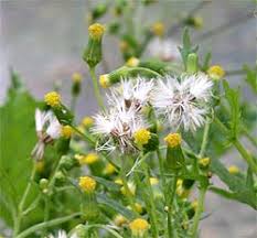 Attēlu rezultāti vaicājumam “Senecio vulgaris flower”