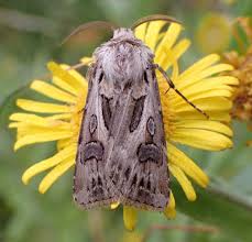Attēlu rezultāti vaicājumam “Agrotis vestigialis”