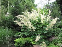 Image result for Aruncus dioicus