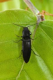 Attēlu rezultāti vaicājumam “Ectinus aterrimus”