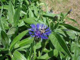 Attēlu rezultāti vaicājumam “Centaurea”