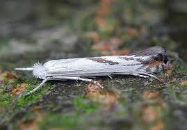 Attēlu rezultāti vaicājumam “Lyonetia prunifoliella”