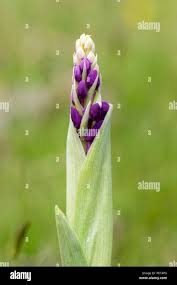 Attēlu rezultāti vaicājumam “Orchis mascula bud”