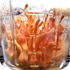 Attēlu rezultāti vaicājumam “Cordyceps militaris”