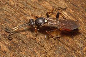 Attēlu rezultāti vaicājumam “Ichneumonidae imago”