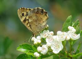 Attēlu rezultāti vaicājumam “Pararge aegeria underside”