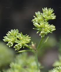 Attēlu rezultāti vaicājumam “Scleranthus annuus flower”