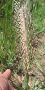 Attēlu rezultāti vaicājumam “Hordeum jubatum”