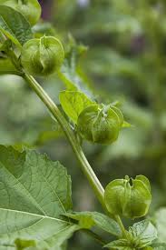 Attēlu rezultāti vaicājumam “Nicandra physalodes fruit”