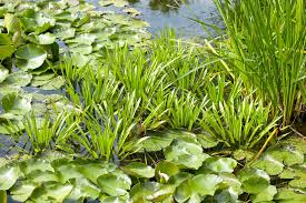 Attēlu rezultāti vaicājumam “Stratiotes aloides flower”