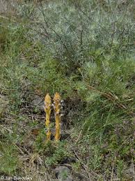Attēlu rezultāti vaicājumam “Orobanche coerulescens flower”