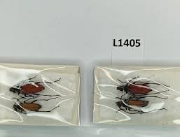 Attēlu rezultāti vaicājumam “Anastrangalia sanguinolenta female”