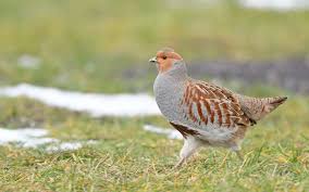 Attēlu rezultāti vaicājumam “Perdix perdix”