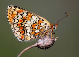 Attēlu rezultāti vaicājumam “Melitaea phoebe”