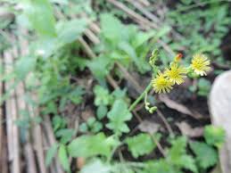 Attēlu rezultāti vaicājumam “Lapsana communis flower”