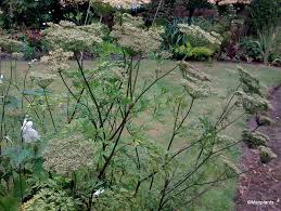 Attēlu rezultāti vaicājumam “Cenolophium denudatum”