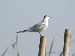 Attēlu rezultāti vaicājumam “Chlidonias hybrida”