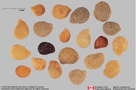 Attēlu rezultāti vaicājumam “Solanum nigrum”