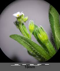 Attēlu rezultāti vaicājumam “Myosotis sparsiflora flower”