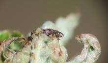 Attēlu rezultāti vaicājumam “Anthonomus pomorum”