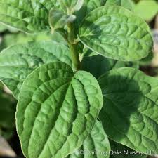 Attēlu rezultāti vaicājumam “Cornus sanguinea”